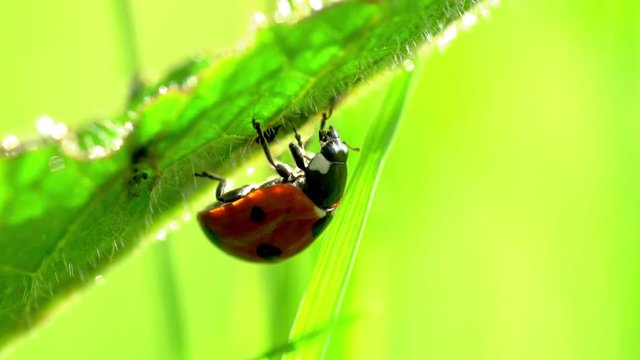 Seven-spot Ladybird (Coccinella septempunctata) - (4K)
