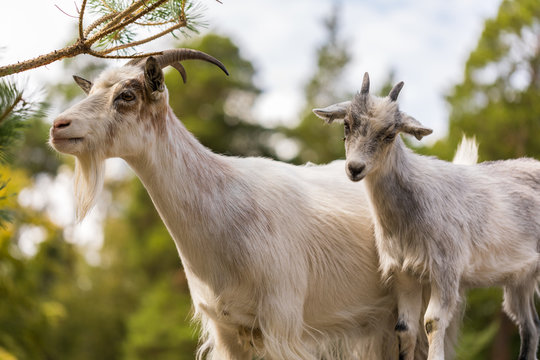 The goats apprentice 3