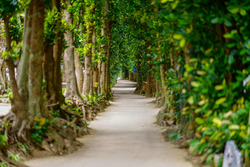 備瀬のフクギ並木