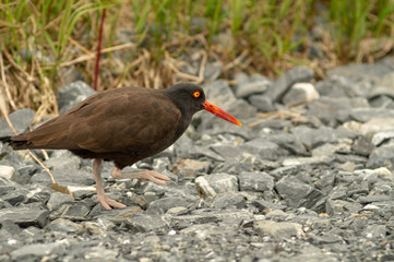 Oyster Catcher Walking on Beach