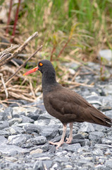 Oyster Catcher in Brush