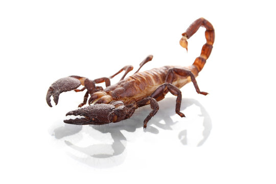 live scorpion on white background