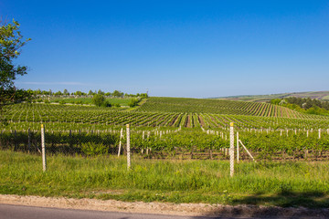 Moldavia, Chisinau territory of the famous grapes and wine production plant