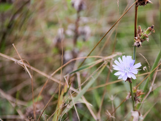 Meadow flower of the blue chicory