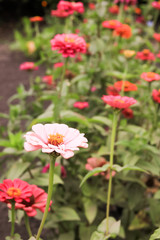 Red and pink flowers of zinnia