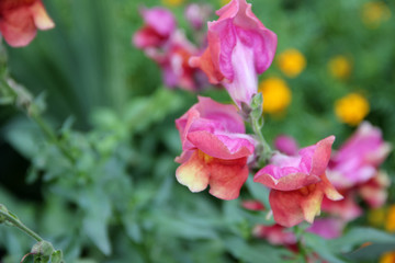 Pink flower of Snapdragon