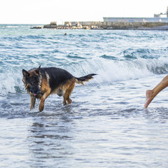 dog shepherd breed swimming in the sea