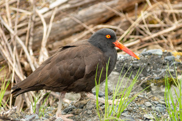 Oyster Catch on the beach
