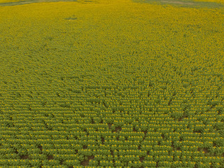 Sunflower cultivation, Aerial view, in pampas region, Argentina