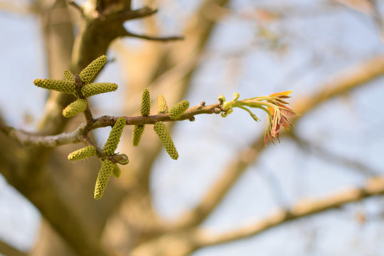 Flowering of walnuts on the branch of tree in the spring