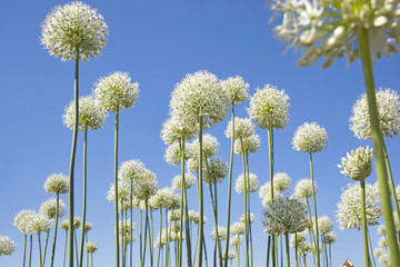 Lilac / pink Allium Onion Flower on blurred natural background in a summer garden