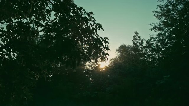 Morning sun through trees, misty sunset, slow motion