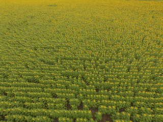 Sunflower cultivation, Aerial view, in pampas region, Argentina
