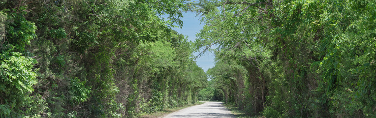 Panorama view country road lined with canopy of trees live oaks in Gainesville, TX, USA. America is...