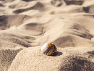 Fototapeta na wymiar rare stone in sand close up on a beach