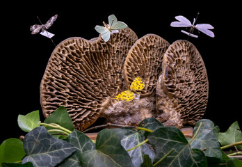 the magick will rest with butterflies and sponges