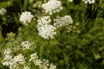 Blooms of Spingel (Meum athamanticum)