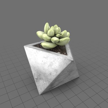 Cactus in concrete planter