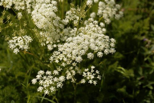 Blooms of Spingel (Meum athamanticum)