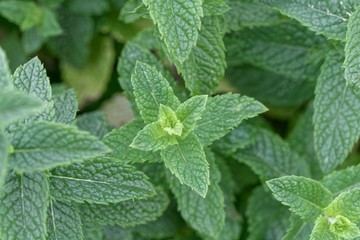Spearmint plant (Mentha spicata var. crispa) © ChrWeiss