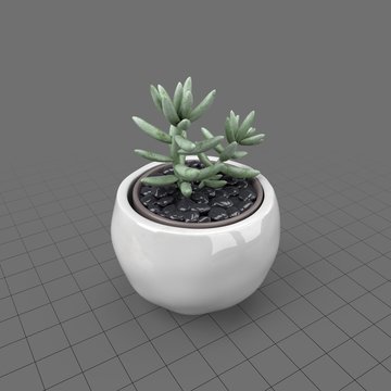Succulent in round planter