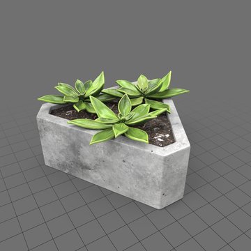 Cactus in concrete planter