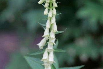 Flowers of Digitalis davisiana