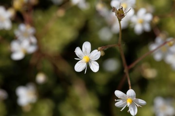 Flower of lesser Londonpride (Saxifraga cuneifolia)