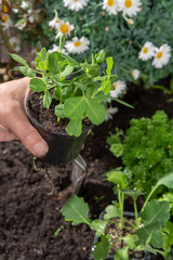 Young sprout sweet peas planted in the ground in the garden