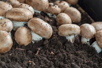 Cultivation of brown champignons mushrooms, grow in underground nature caves in France, ready for harvest