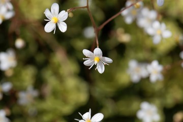 Flower of lesser Londonpride (Saxifraga cuneifolia)