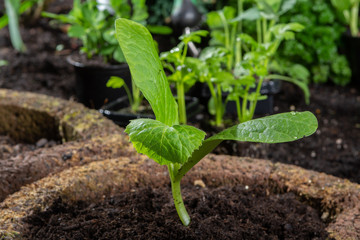 Young sprout zucchini squash planted in the ground in the garden
