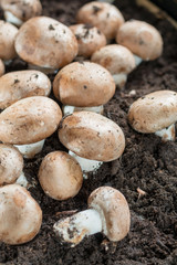 Fototapeta premium Cultivation of brown champignons mushrooms, grow in underground nature caves in France, ready for harvest