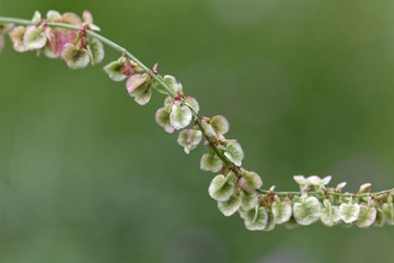 Fruits of garden sorrel (Rumex acetosa)