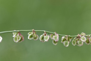 Fruits of garden sorrel (Rumex acetosa)