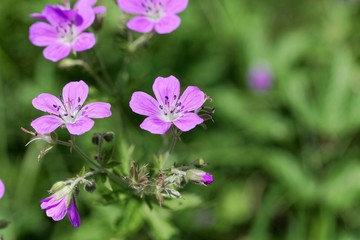 Meadow geranium (Geranium pratense)