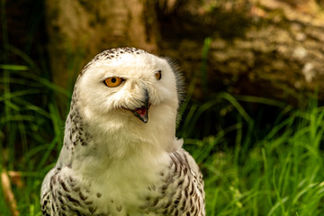 A singing snow owl with some grass in the background