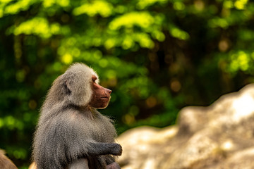 A baboon sitting and thinking on a stone