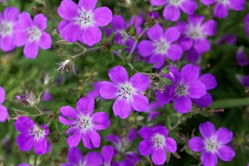 Fototapeta premium Meadow geranium (Geranium pratense)