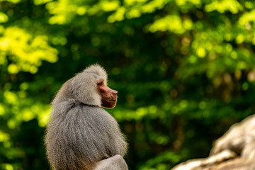 Obraz premium A baboon sitting and looking to the side