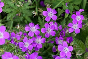 Meadow geranium (Geranium pratense)