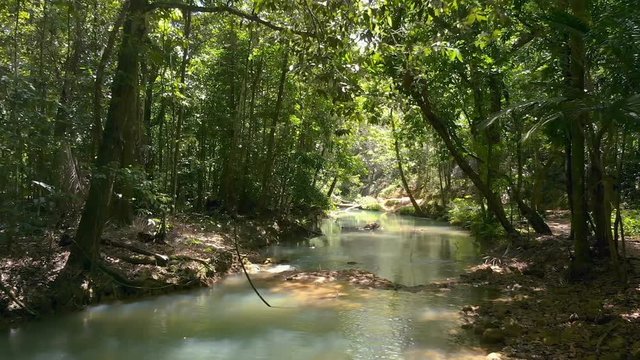 Flying Thru Jungle