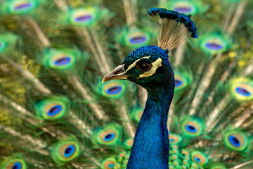 Obraz premium A close-up of the head of a peacock