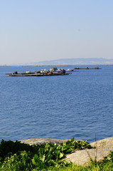 punt for mussel culture