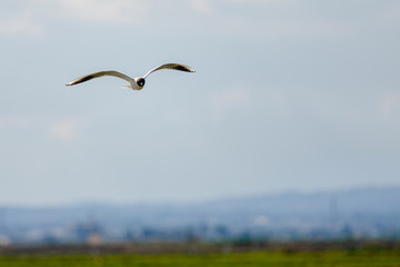 Sterna hirundo flying in nature. Ornithological tourism in Spain.