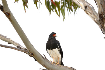 Detail of an Andean Caracara (Phalcoboenus megalopterus) perched on the branches of a eucalyptus tree in the Andes