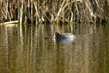 Detail of a maternal Andean coot (Fulica ardesiaca) where he is seen next to his chick swimming and feeding