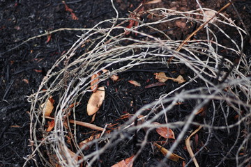 Naturaleza muerta