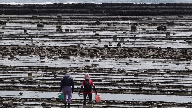 日南海岸堀切峠下に広がる波状岩（鬼の洗濯板）の岩場で貝取りに向かう夫婦