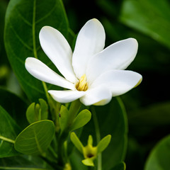 Close up of a white tropical flower blooming on a branch with green leaves, Hawaii
